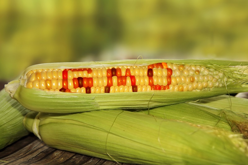 GMO